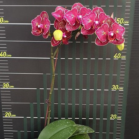 Phalaenopsis I Hsin Cherry Bomb '228' (peloric 2 eyes) 2.5"