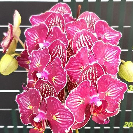 Phalaenopsis I Hsin Cherry Bomb '228' (peloric 2 eyes) 2.5"