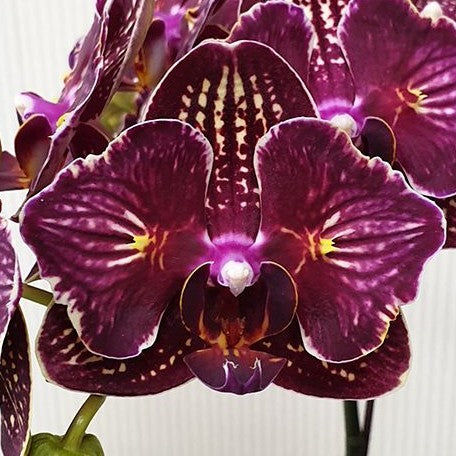 Phalaenopsis I Hsin Cherry Bomb '228' (peloric 2 eyes) 2.5"