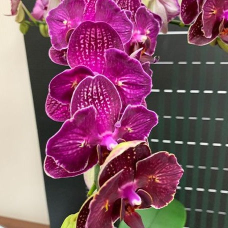 Phalaenopsis I Hsin Cherry Bomb '228' (peloric 2 eyes) 2.5"