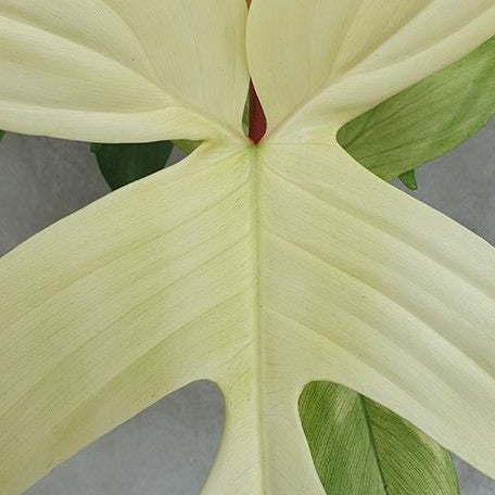 Philodendron Florida Ghost variegated 2.5"