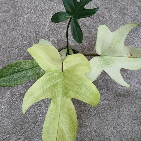 Philodendron Florida Ghost variegated 2.5"