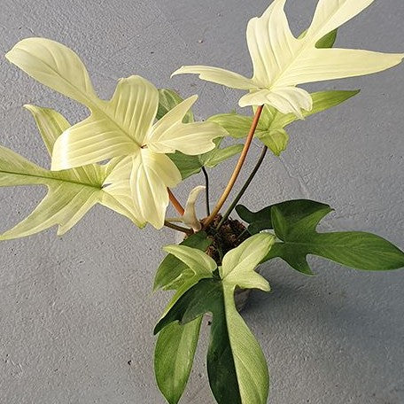 Philodendron Florida Ghost variegated 2.5"