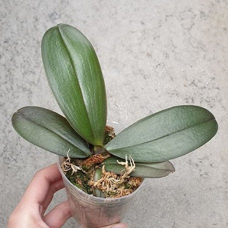 Phalaenopsis Younghome Green Dancer '519' (peloric) 2.5"