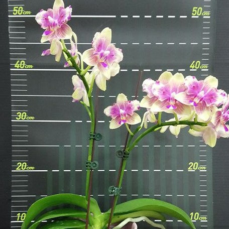 Phalaenopsis I Hsin Venus (peloric 2 eyes) 2.5"