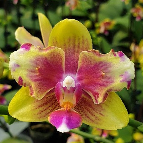 Phalaenopsis I Hsin Venus (peloric 2 eyes) 2.5"