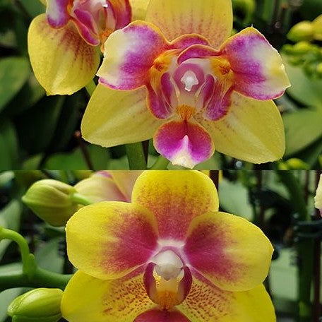 Phalaenopsis I Hsin Venus (peloric 2 eyes) 2.5"