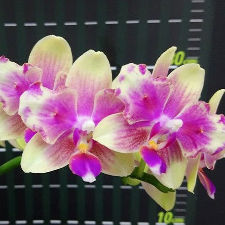 Phalaenopsis I Hsin Venus (peloric 2 eyes) 2.5"