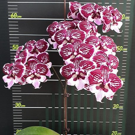 Phalaenopsis Miki Lord 2.5"