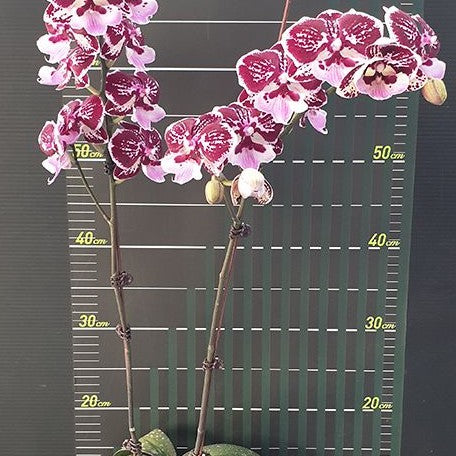 Phalaenopsis Miki Lord 2.5"