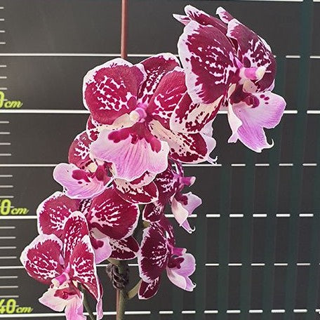 Phalaenopsis Miki Lord 2.5"