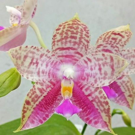 Phalaenopsis Lyndon Mix Zebra '819' 2.5"