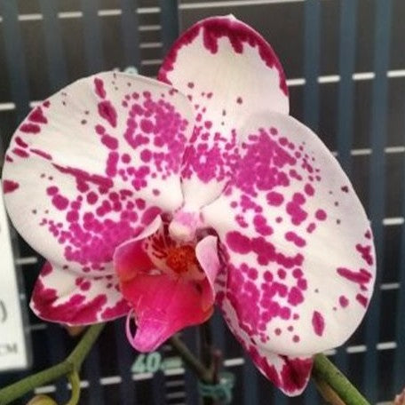 Phalaenopsis Miki Crystal '52' 3.0"