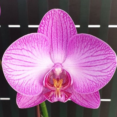 Phalaenopsis Miki Strip Model '107' 2.5"