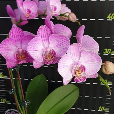 Phalaenopsis Miki Strip Model '107' 2.5"