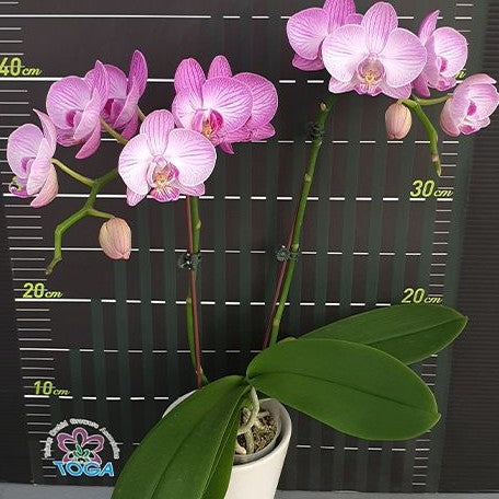 Phalaenopsis Miki Strip Model '107' 2.5"