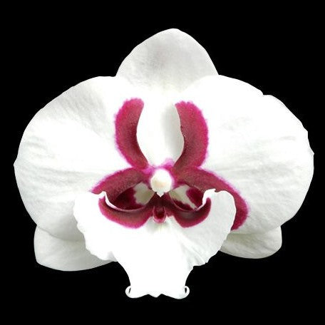 Phalaenopsis Younghome Pringles 2.5"