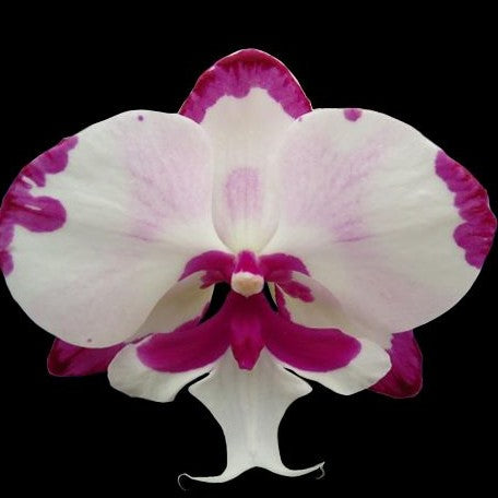 Phalaenopsis King Car Dalmatian 2.5"