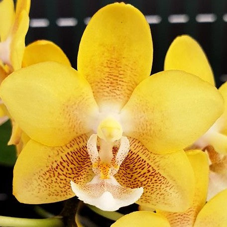 Phalaenopsis KS Balm 'Yellow Chocolate' 2.5"