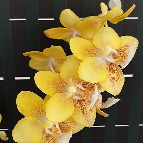 Phalaenopsis KS Balm 'Yellow Chocolate' 2.5"