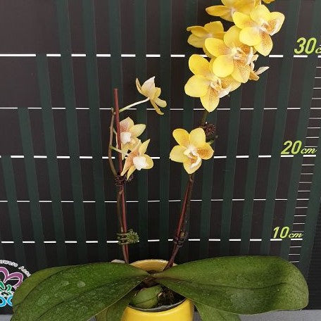 Phalaenopsis KS Balm 'Yellow Chocolate' 2.5"