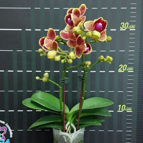 Phalaenopsis Sogo Vieker '456' (peloric) 2.5"