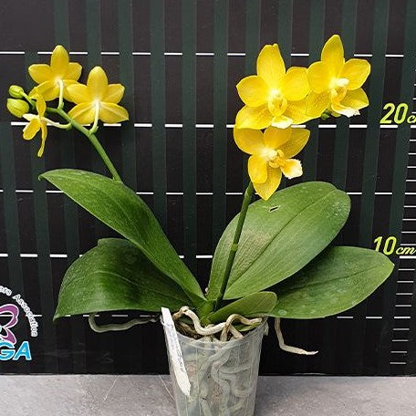 Phalaenopsis Yaphon Perfume 'Yellow' 2.5"