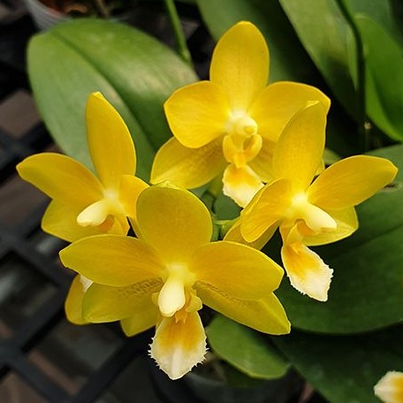 Phalaenopsis Yaphon Perfume 'Yellow' 2.5"