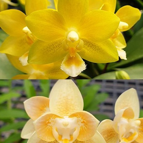 Phalaenopsis Yaphon Perfume 'Yellow' 2.5"