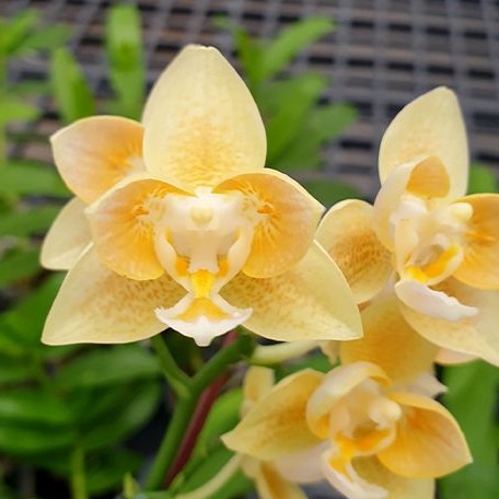 Phalaenopsis Yaphon Perfume 'Yellow' 2.5"