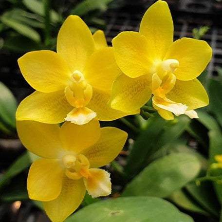 Phalaenopsis Yaphon Perfume 'Yellow' 2.5"