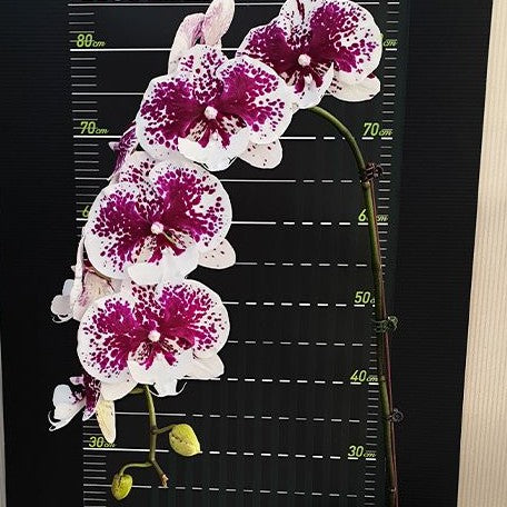 Phalaenopsis Miki Dancer '63' 2.5"