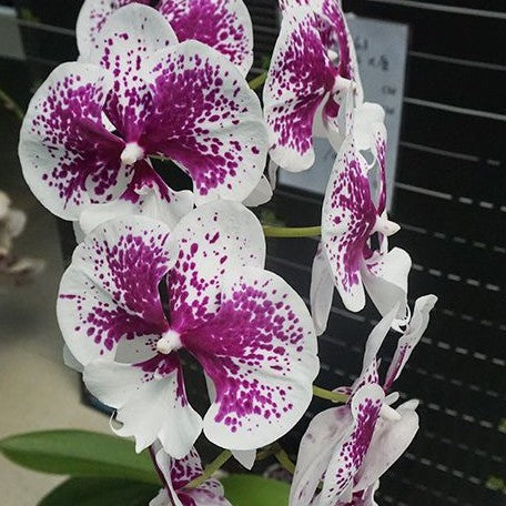 Phalaenopsis Miki Dancer '63' 2.5"