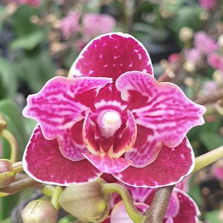 Phalaenopsis Lianher Happy Go (peloric 2 eyes) 2.5"