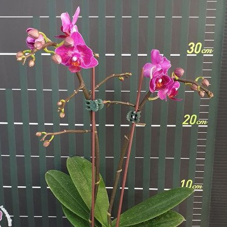 Phalaenopsis Sogo Yenlin 'Coffee' (peloric 2 eyes) 2.5"