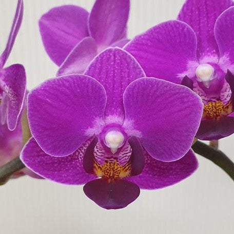 Phalaenopsis Sogo Yenlin 'Coffee' (peloric 2 eyes) 2.5"