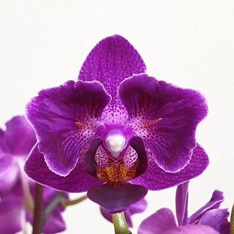 Phalaenopsis Sogo Yenlin 'Coffee' (peloric 2 eyes) 2.5"