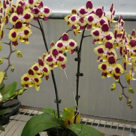 Phalaenopsis Charming Melody 'Pocketmon' 2.5"