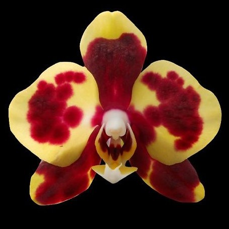 Phalaenopsis Charming Melody 'Pocketmon' 2.5"