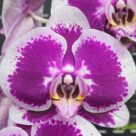 Phalaenopsis Miki Jazz '181' 3.0"