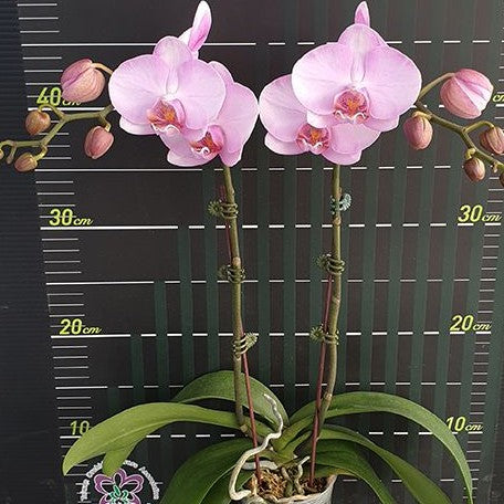 Phalaenopsis Miki Roll Tongue '108' 2.5"