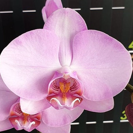 Phalaenopsis Miki Roll Tongue '108' 2.5"