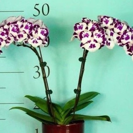 Phalaenopsis Panda Pop 2.5"