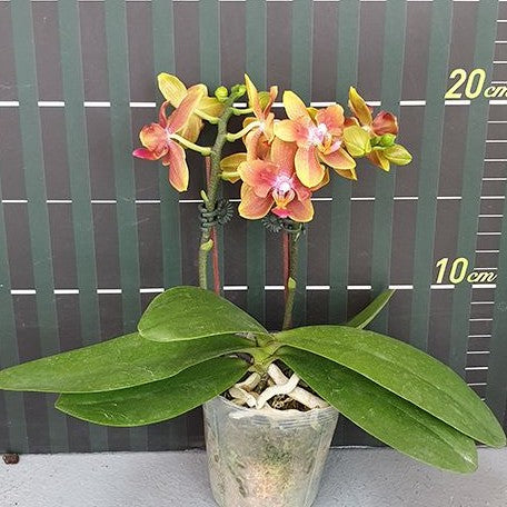 Phalaenopsis I Hsin Claude (peloric) 2.5"