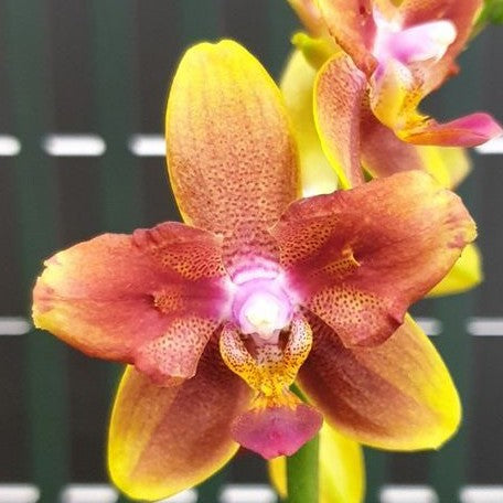 Phalaenopsis I Hsin Claude (peloric) 2.5"