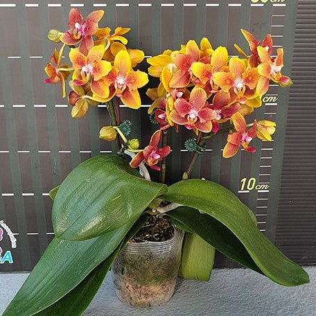 Phalaenopsis I Hsin Claude (peloric) 2.5"