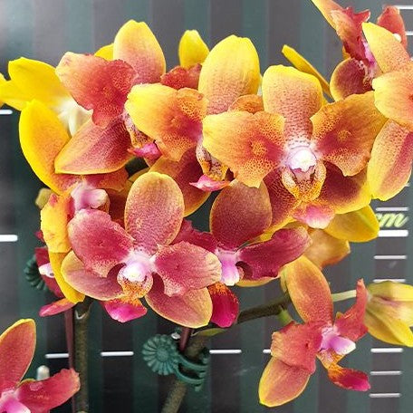 Phalaenopsis I Hsin Claude (peloric) 2.5"