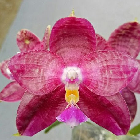 Phalaenopsis Lyndon Mix Zebra '830' 2.5" Fragrant