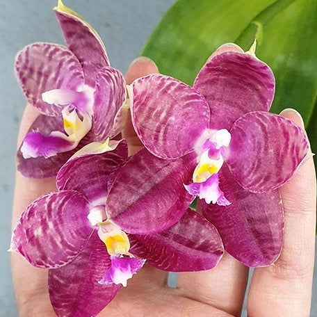 Phalaenopsis Lyndon Mix Zebra '830' 2.5"