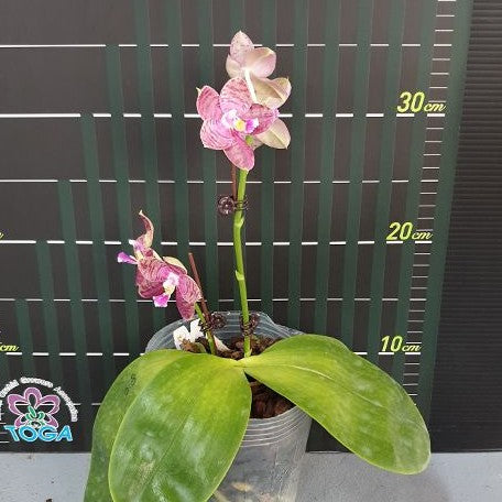 Phalaenopsis Lyndon Mix Zebra '830' 2.5"